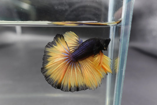 Rare Halfmoon Platinum Butterfly Betta Fish (Male)