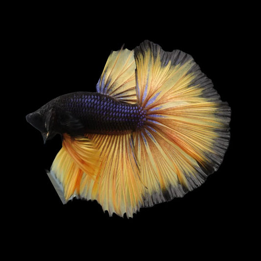Rare Halfmoon Platinum Butterfly Betta Fish (Male)